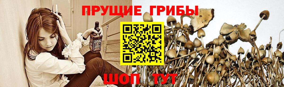 Псилоцибиновые грибы мицелий Ртищево